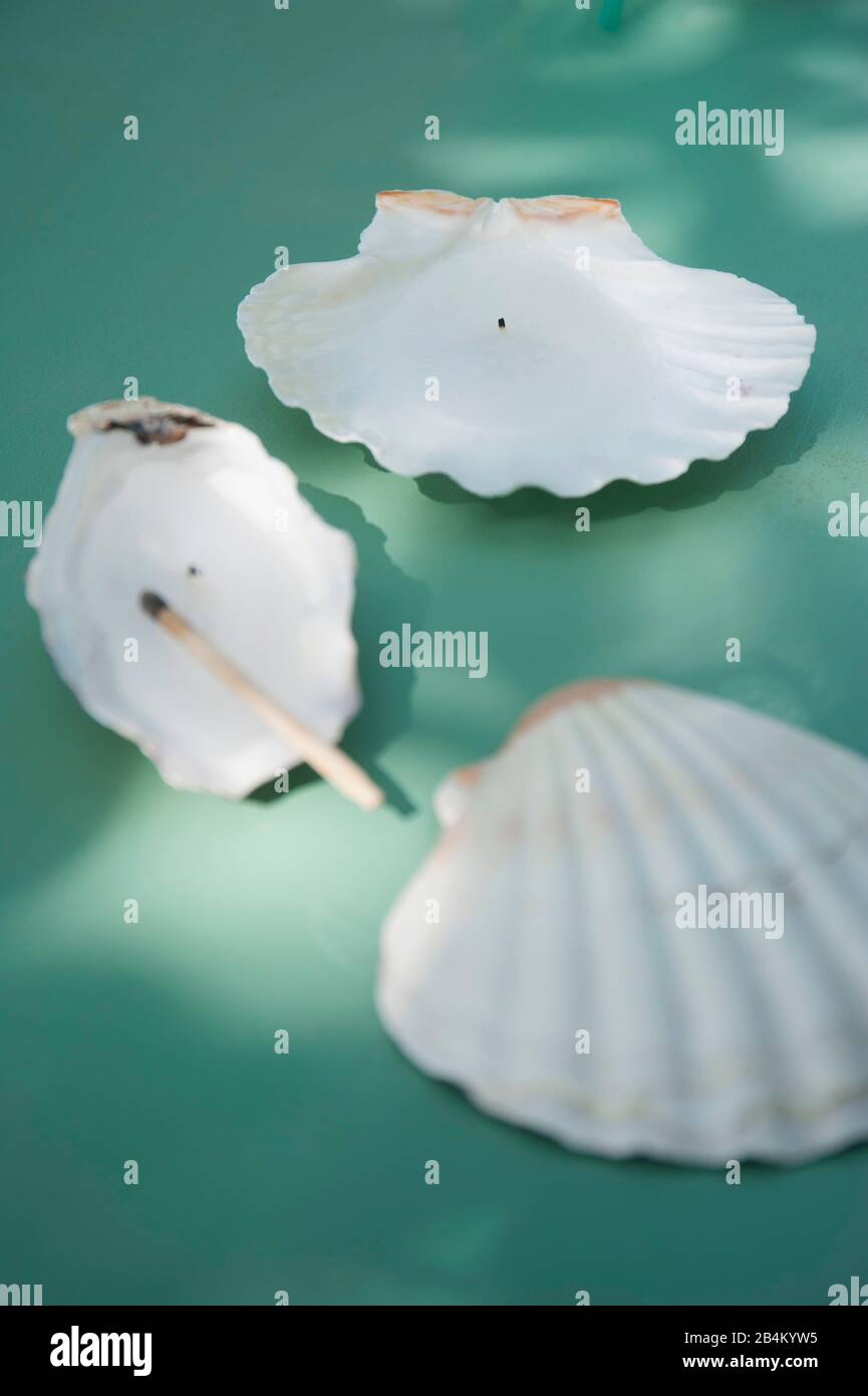 DIY Kerzen in den Conch Shells für den Sommer Stockfoto