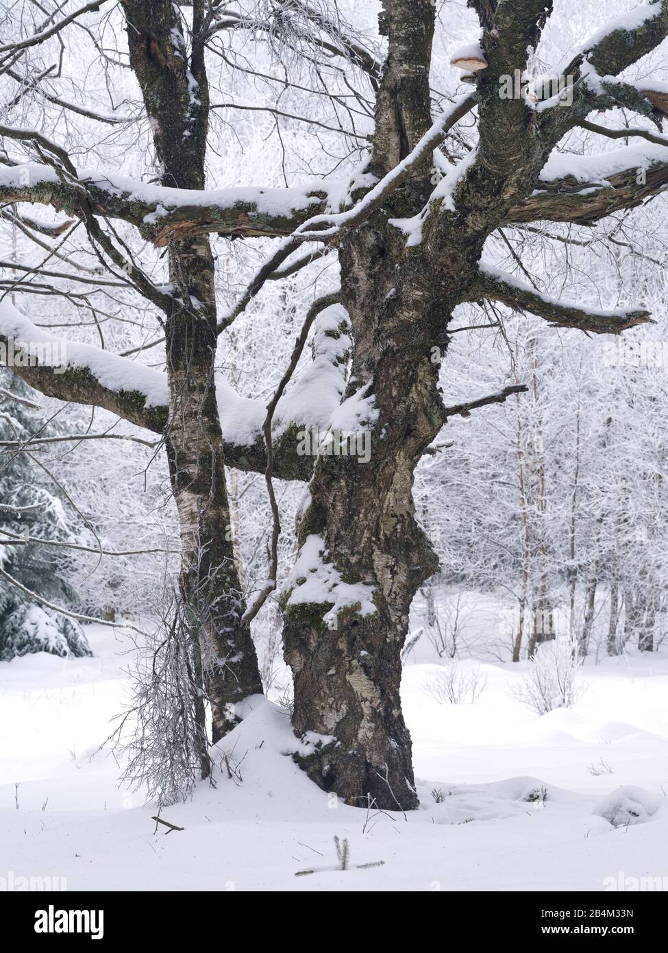 Europa, Deutschland, Hessen, Naturpark Hessische Rhön, Biosphärenreservat UNESCO Rhön, Naturschutzgebiet Rotes Moor, Altkarpatische Birke im Winter Stockfoto