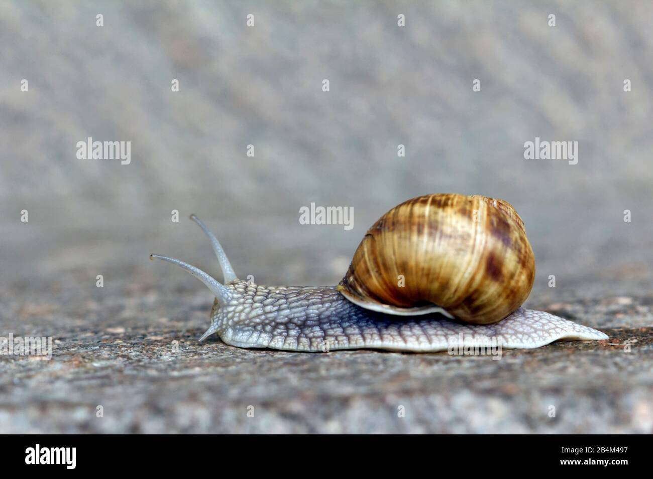 Schnecke auf einer grauen Steinplatte Stockfoto