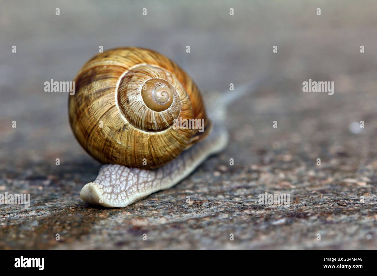Schnecke auf einer grauen Steinplatte Stockfoto