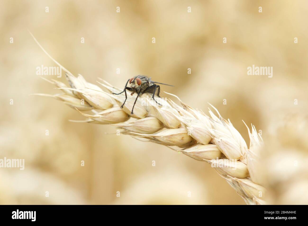 Weizenfeld im Süden Deutschlands Stockfoto