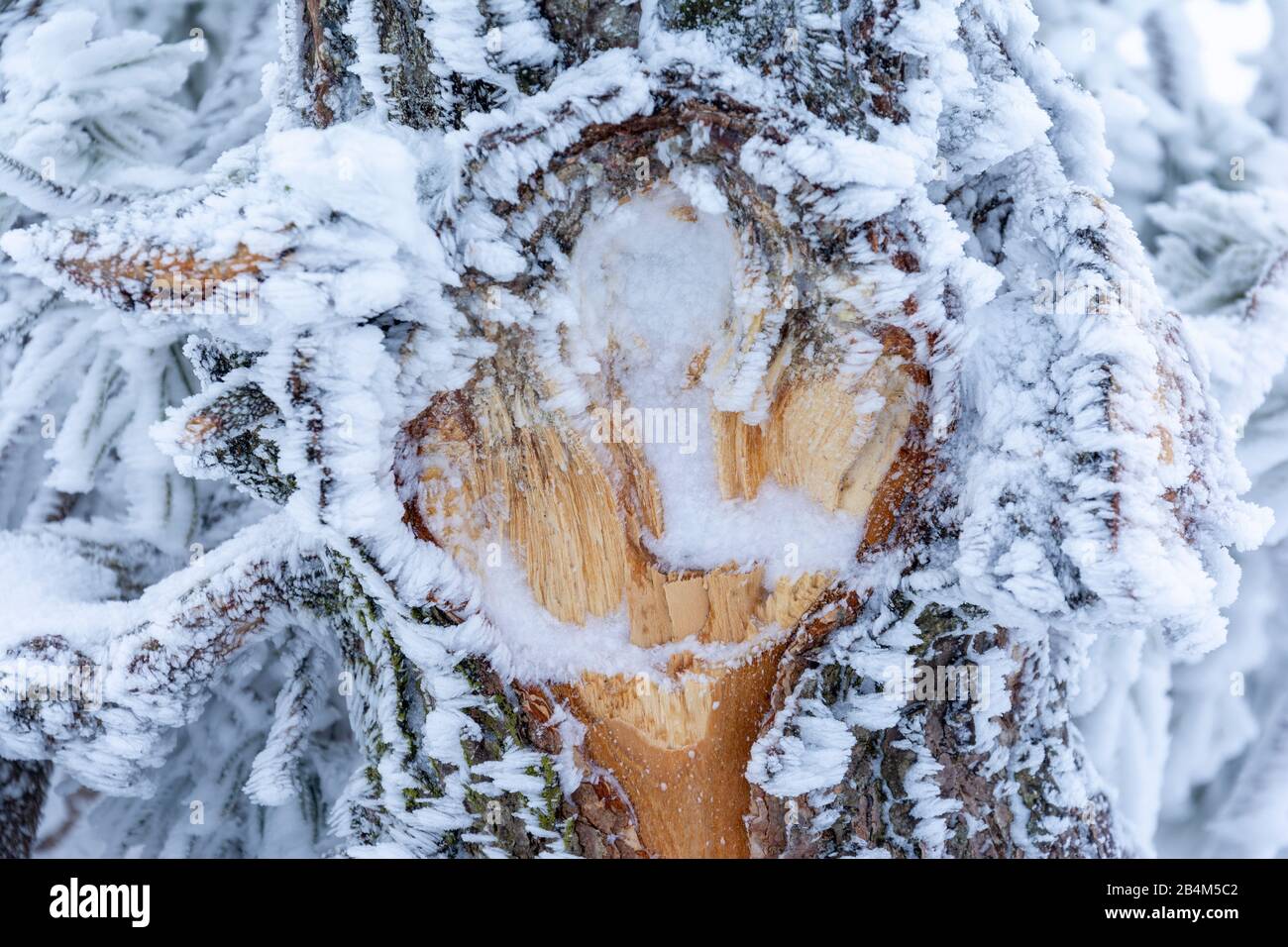 Baumwunde an einem Nadelbäumen Stamm. Stockfoto