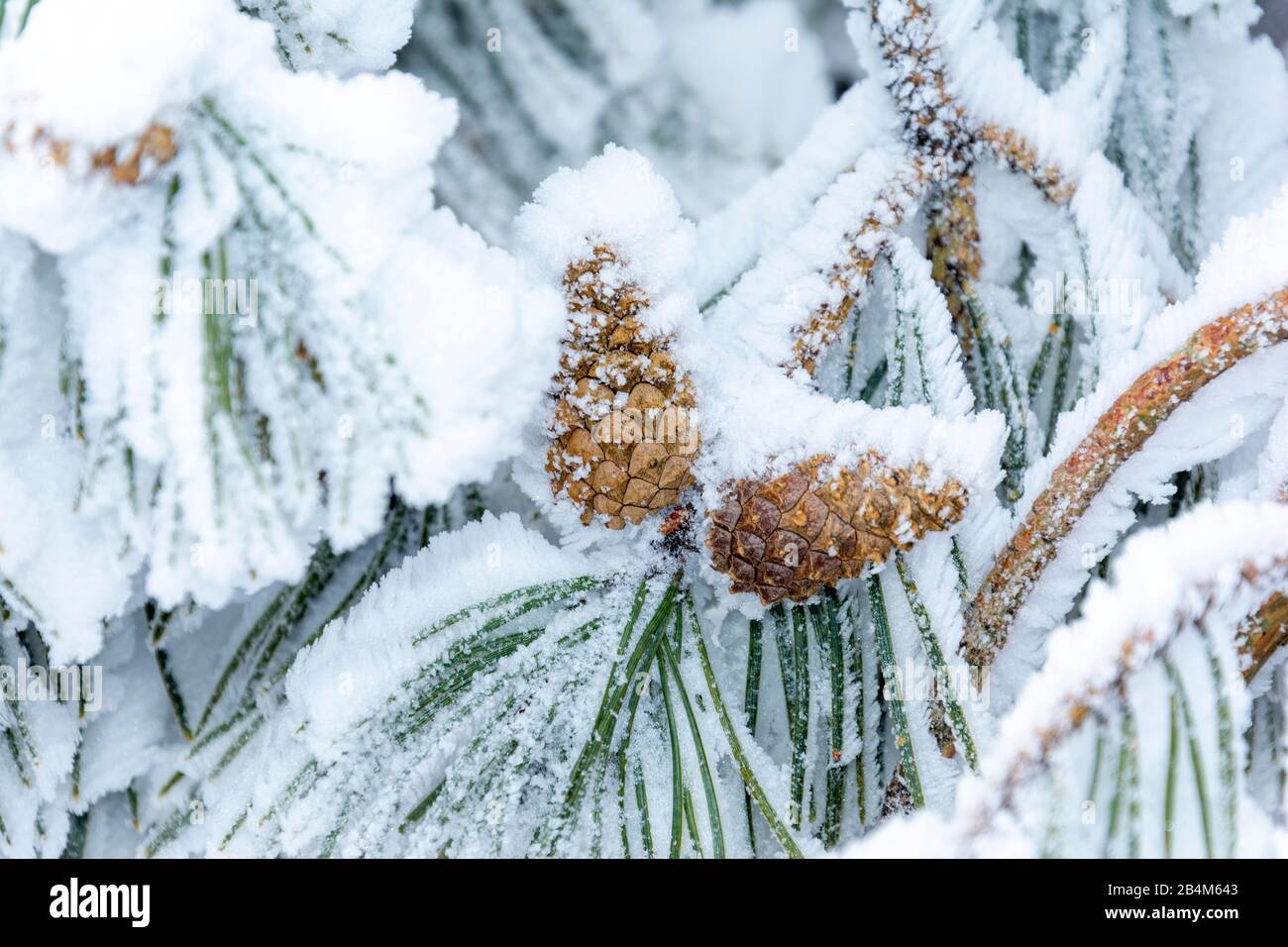 Kiefernhütchen im Winter. Stockfoto