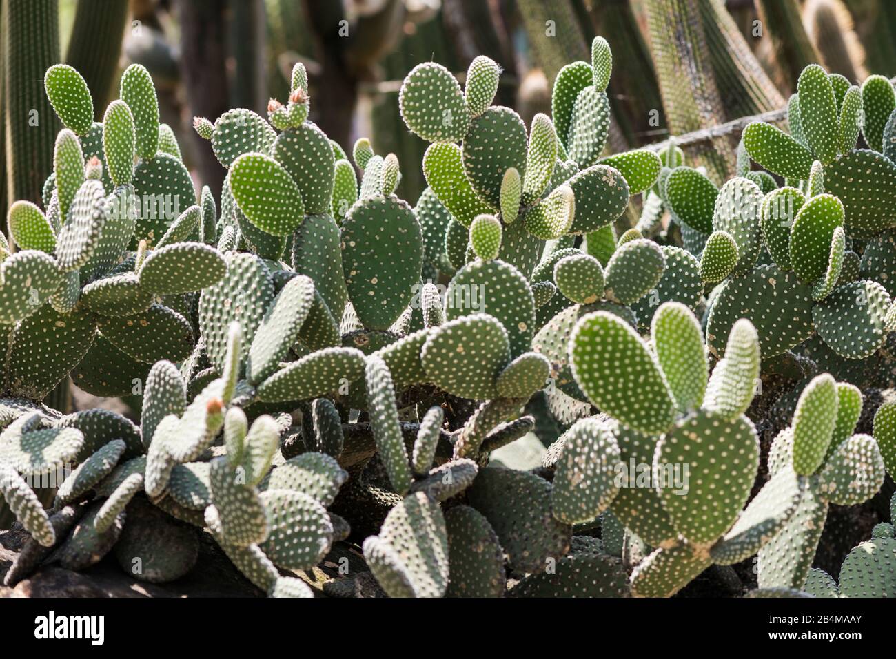 Kaktus, Cactaceae Stockfoto