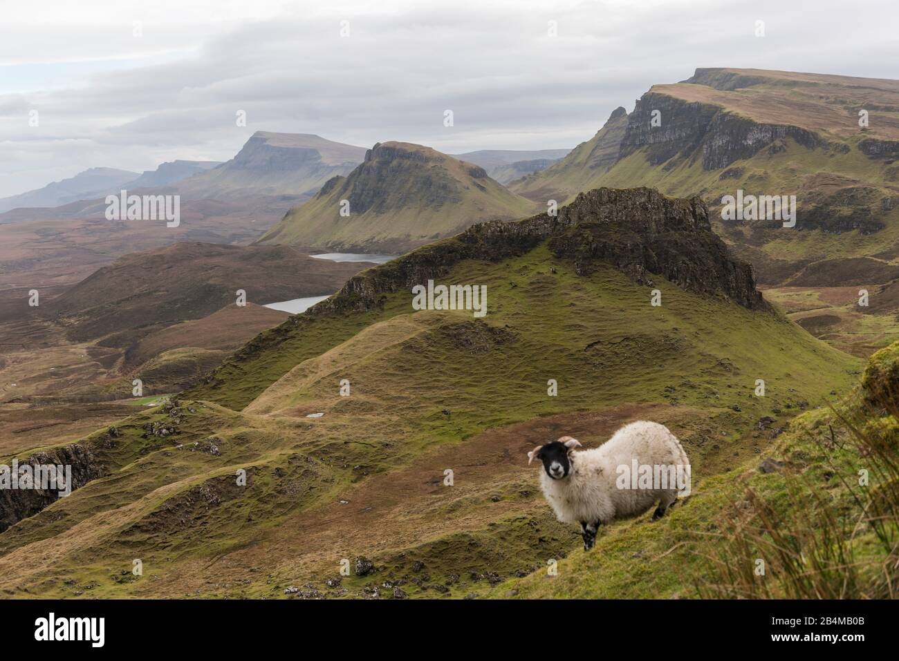 Großbritannien, Schottland, Innere Hebriden, Insel Skye, Trotternish, Quiraing, Schafe, die in grüner Landschaft weiden Stockfoto
