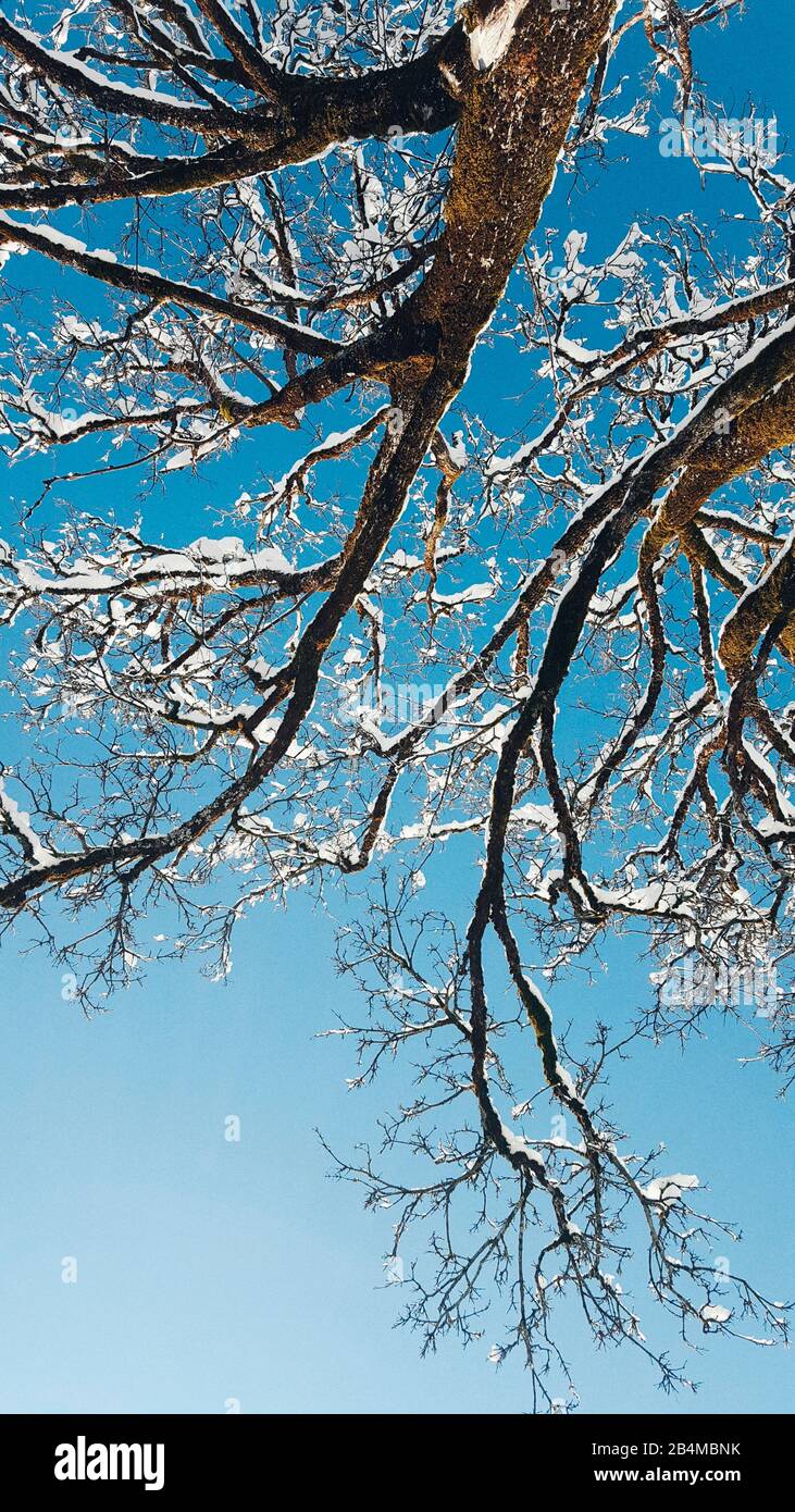 Blick von unten auf schneebedeckte Äste eines Baumes Stockfoto
