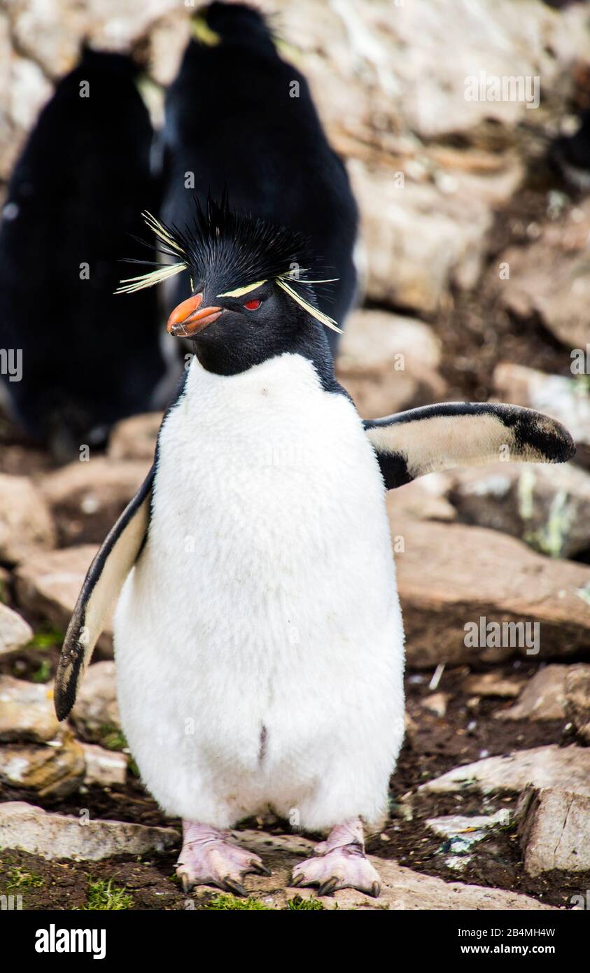 Rockhopper Penguins (Eudyptes chrysocome) auf Ostfalkland, den Falklandinseln. Tour von Port Stanley. Stockfoto