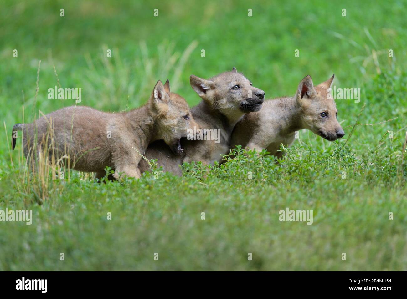 Wolf, Canis lupus, drei Jungtiere Stockfoto