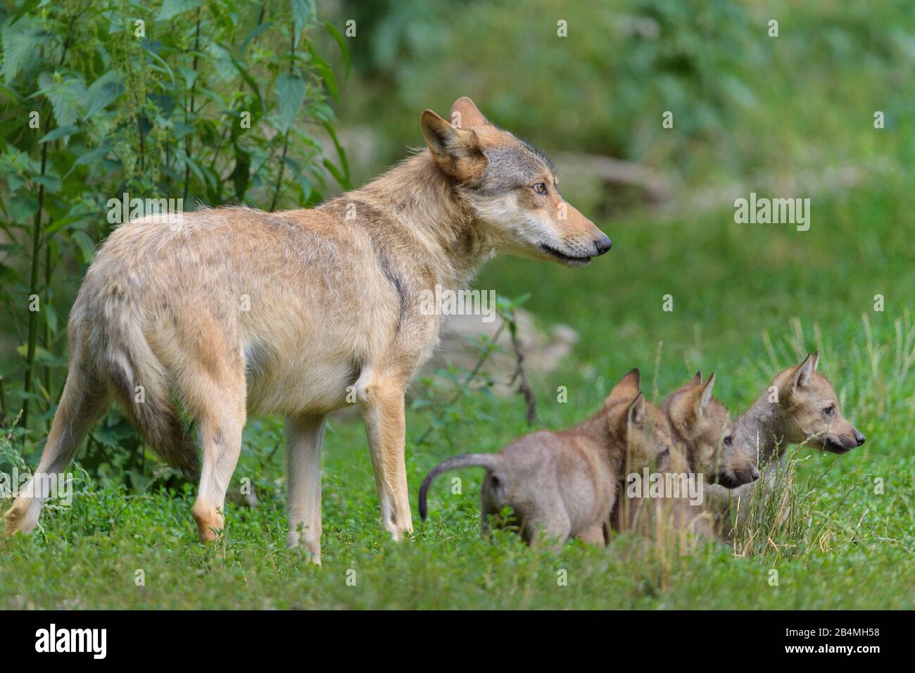 Wolf, Canis lupus, mit jungen Erwachsenen Stockfoto