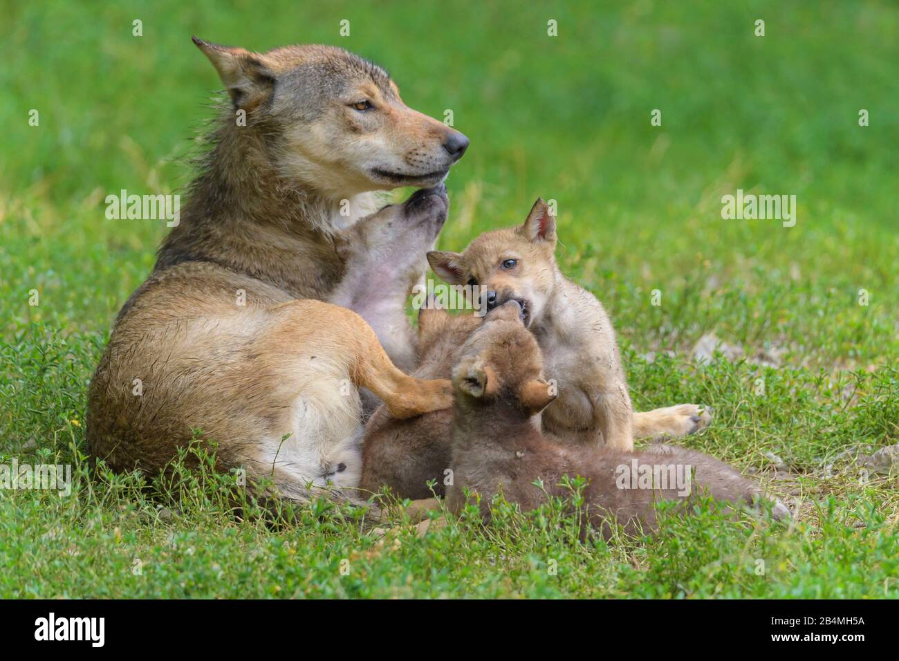 Wolf, Canis lupus, mit jungen Erwachsenen Stockfoto
