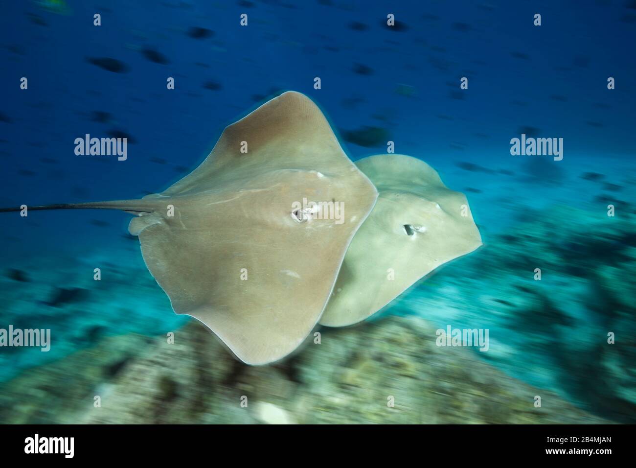 Rosa Pateobatis Whipray, Fai, Nord Male Atoll, Malediven, Indischer Ozean Stockfoto