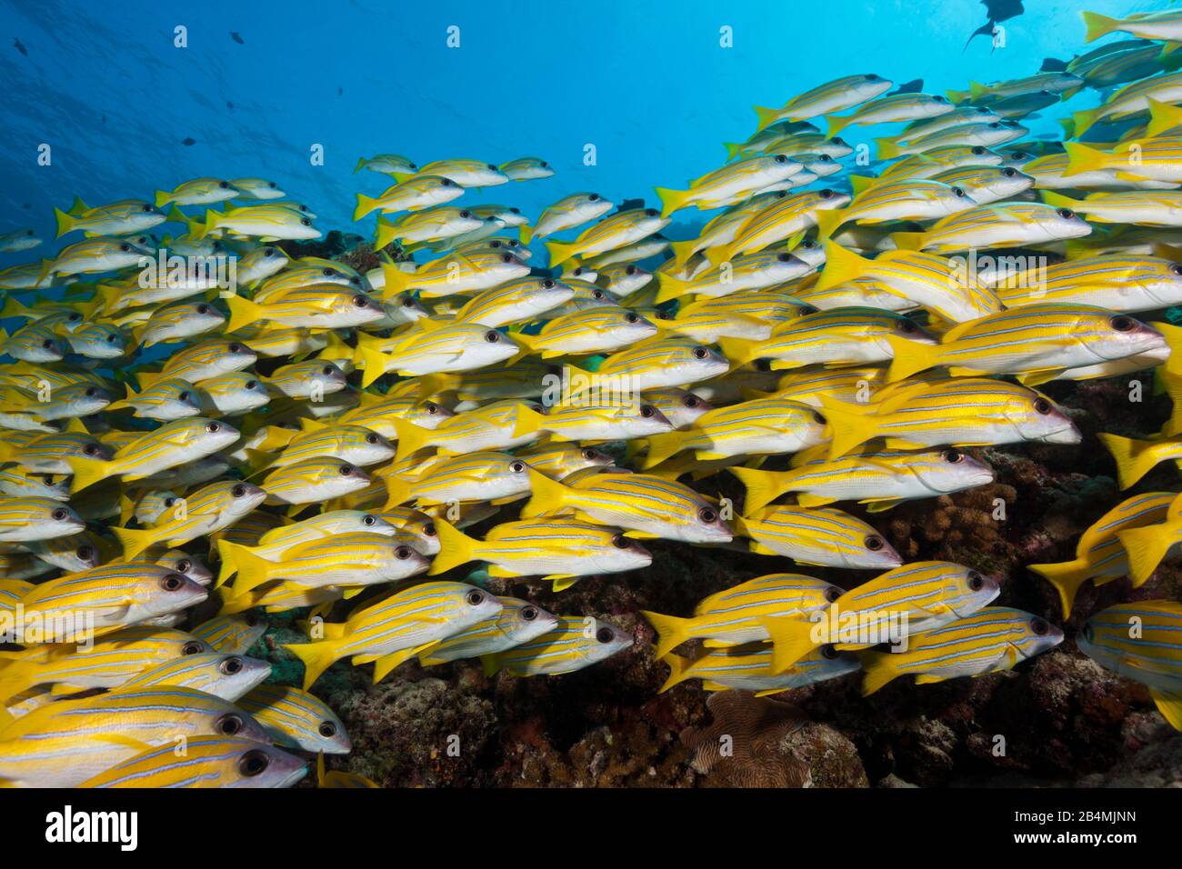 Schwarm von Bluestripe Snappers, Lutjanus kasmira, Süd Male Atoll, Malediven, Indischer Ozean Stockfoto