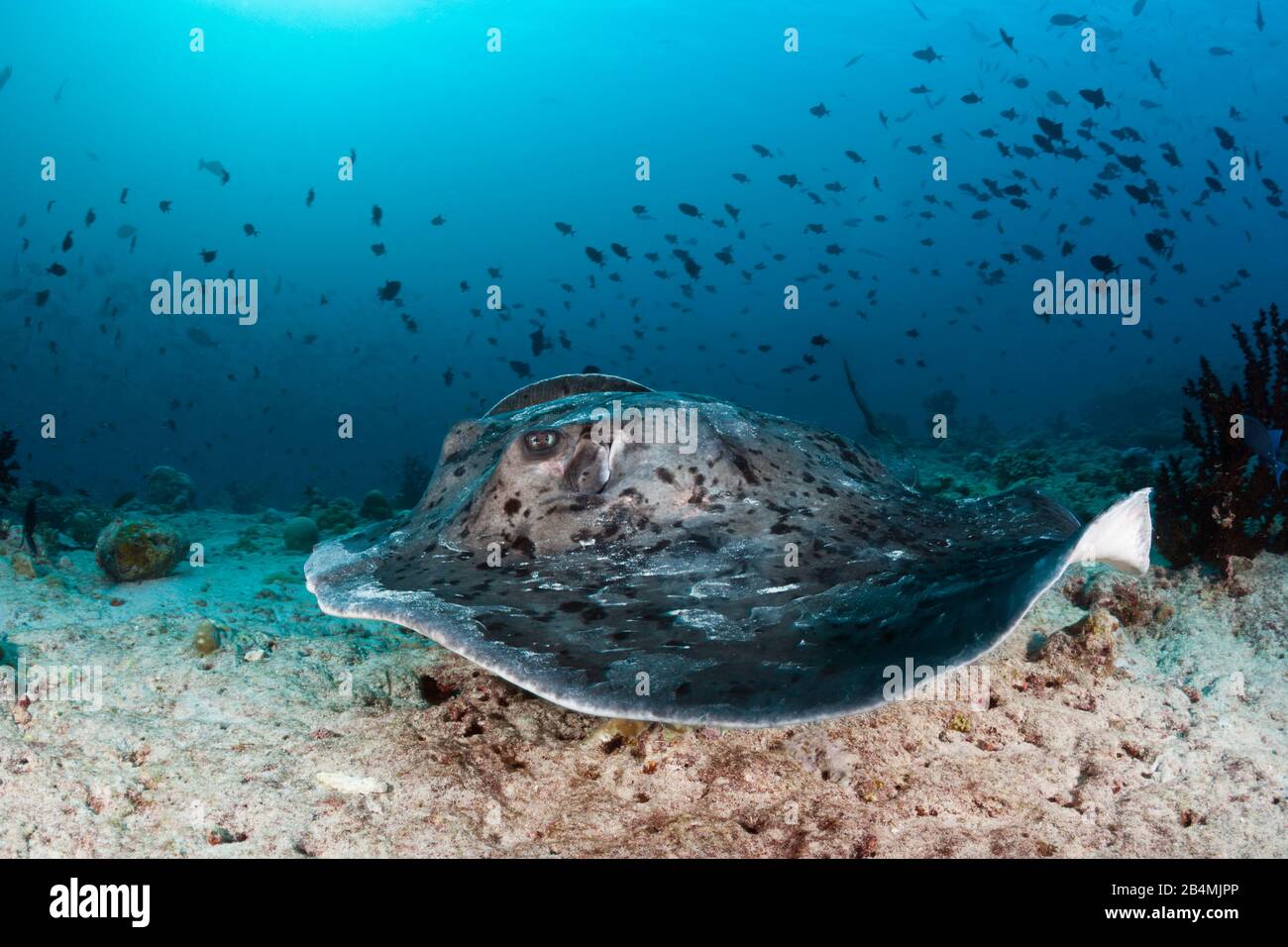 Blackspotted Stingray, Taeniura meyeni, Ari Atoll, Malediven, Indischer Ozean Stockfoto