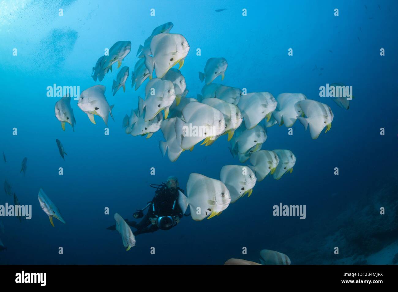 Fischschwarm von Longfin Fledermausfischen, Platax Teira, Ari Atoll, Indischer Ozean, Malediven Stockfoto