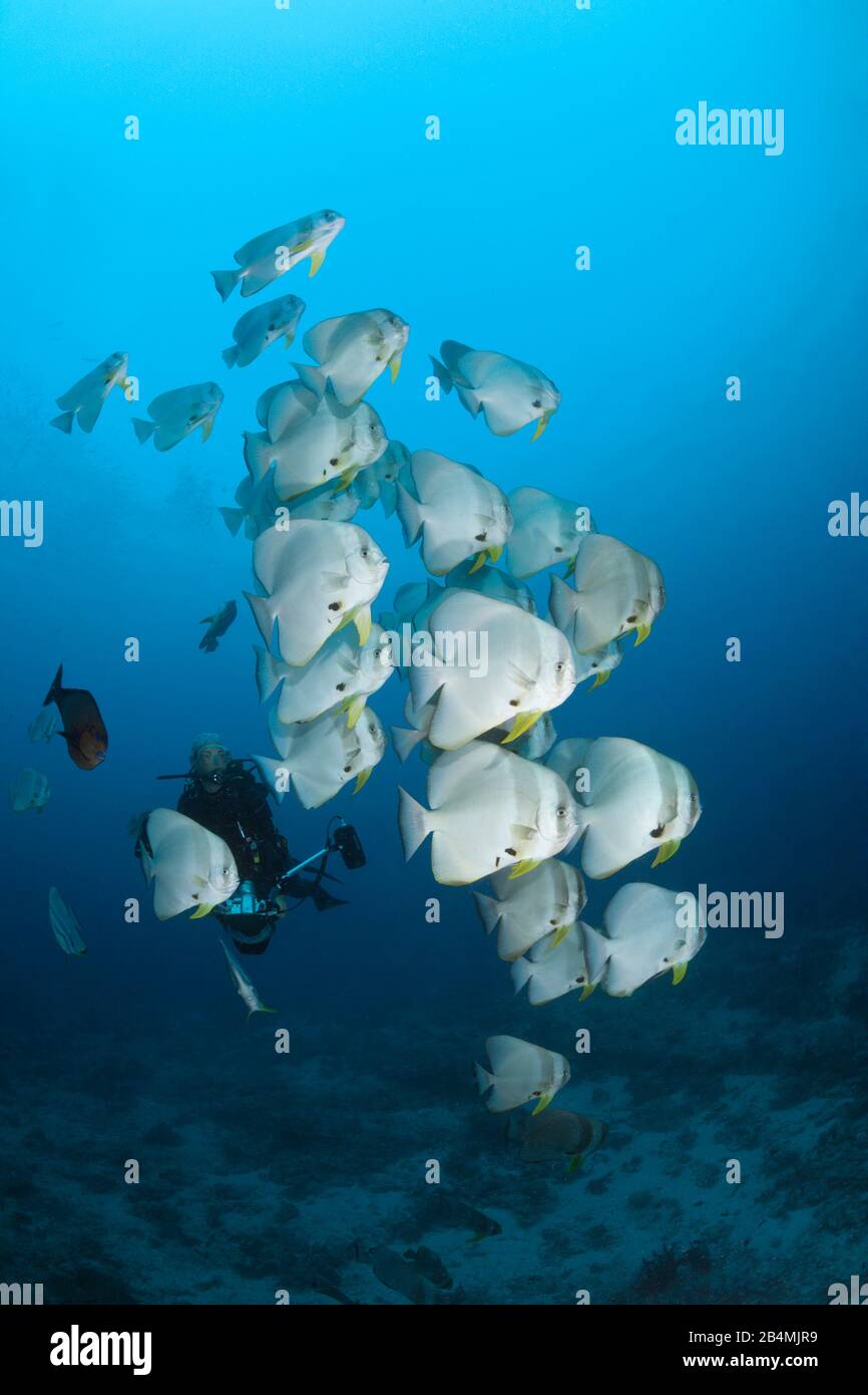 Fischschwarm von Longfin Fledermausfischen, Platax Teira, Ari Atoll, Indischer Ozean, Malediven Stockfoto