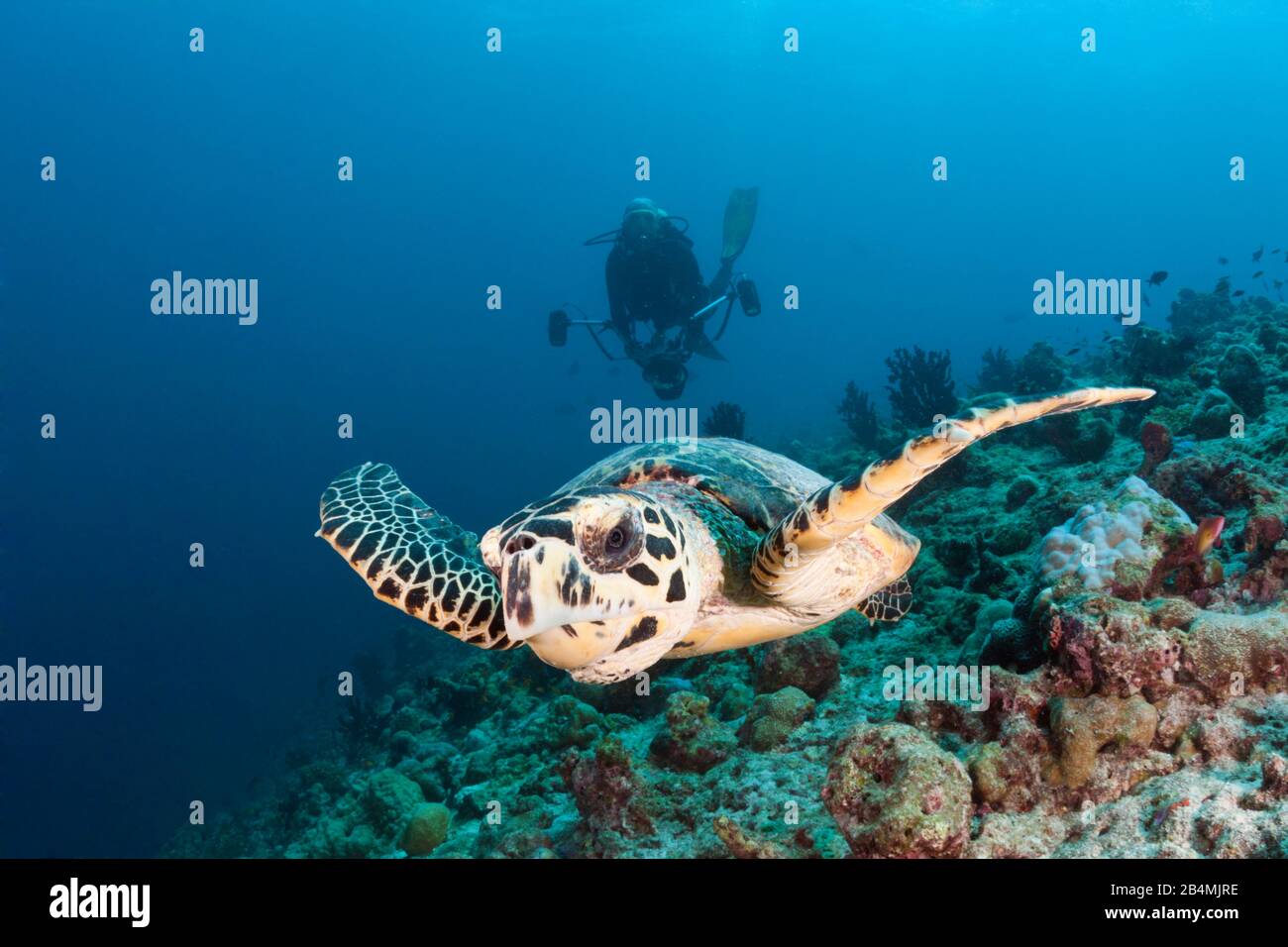 Hawksbill Sea Turtle, Eretmochelys imbricata, Süd Male Atoll, Malediven, Indischer Ozean Stockfoto