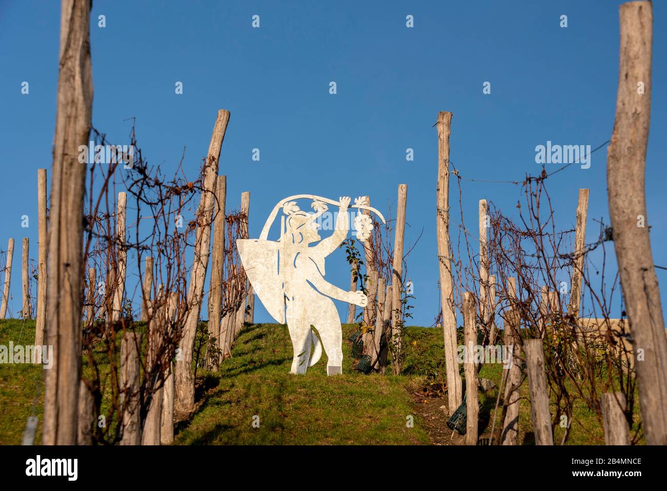 Deutschland, Sachsen-Anhalt, Burg, Blick auf einen Winzer aus Metall, der Trauben auf einem Weinberg pflückt. Stockfoto