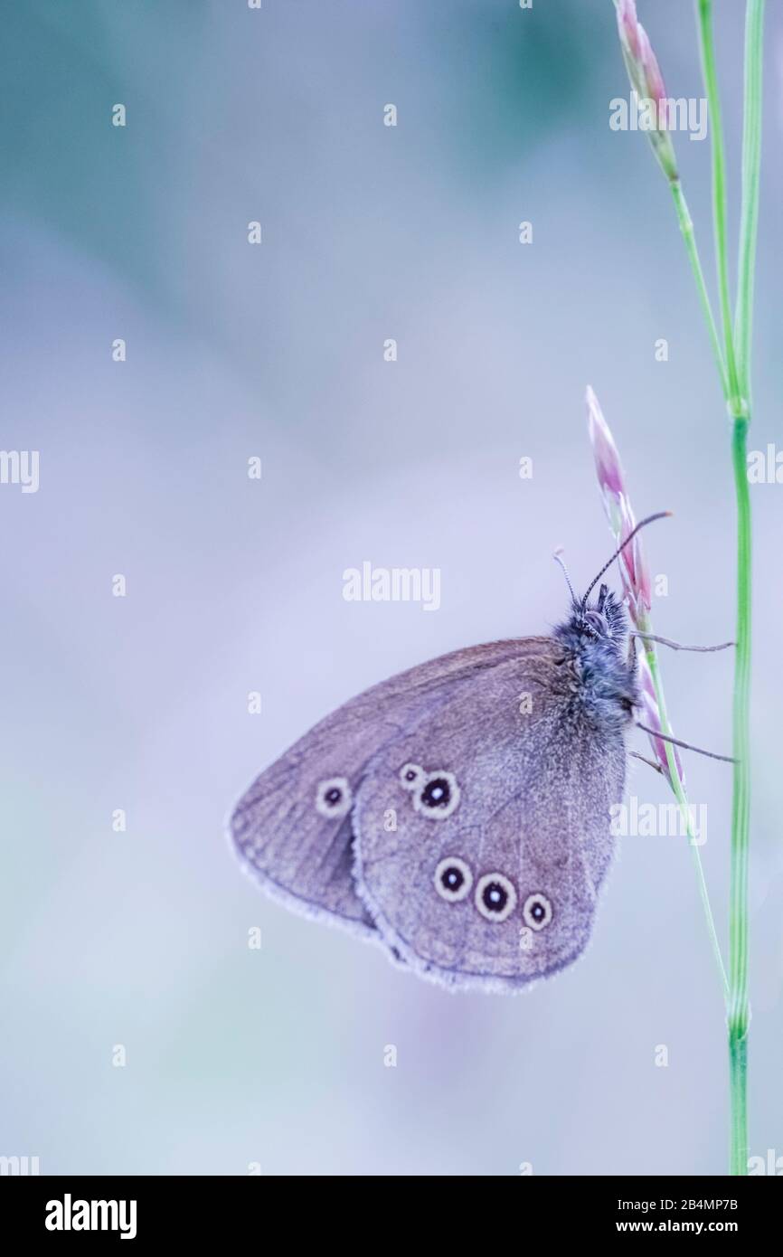 Sommer in Bayern. Eindrücke aus dem Alpenvorland: Braunwälder Vogel (Schmetterling) auf einer Sommerwiese. Stockfoto