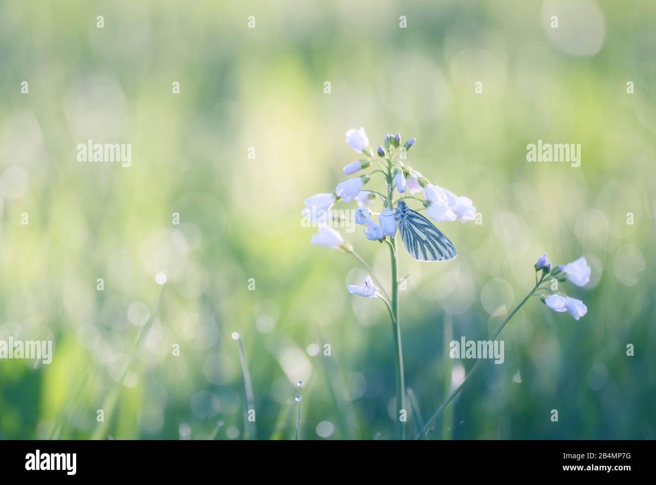 Sommer in Bayern. Eindrücke aus dem Alpenvorland: Schmetterling (weißer Baum) auf Wiesenschaumkraut in der Morgensonne Stockfoto