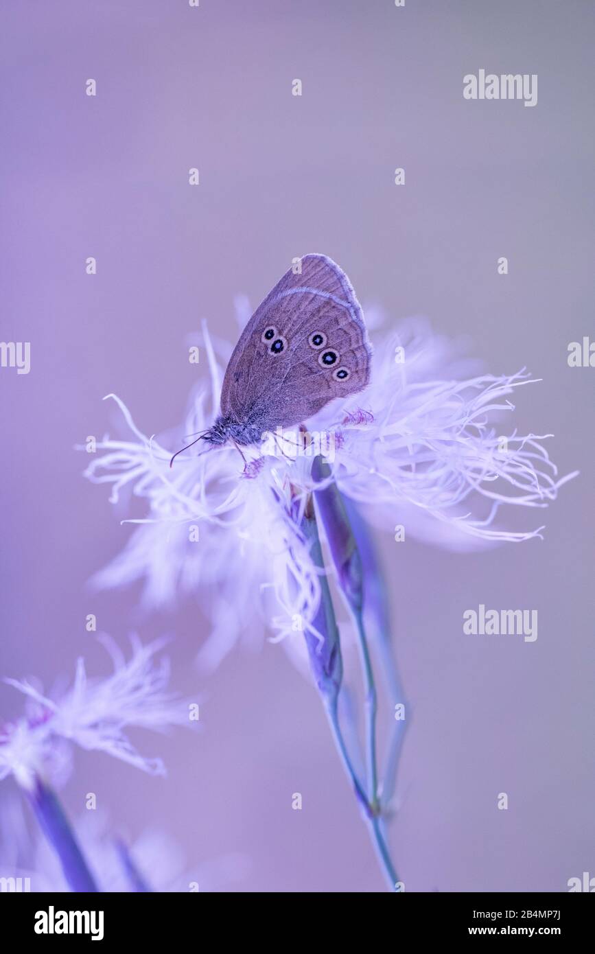 Sommer in Bayern. Eindrücke aus dem Alpenvorland: Braunwälder Vogel (Schmetterling) auf einer Sommerwiese. Stockfoto