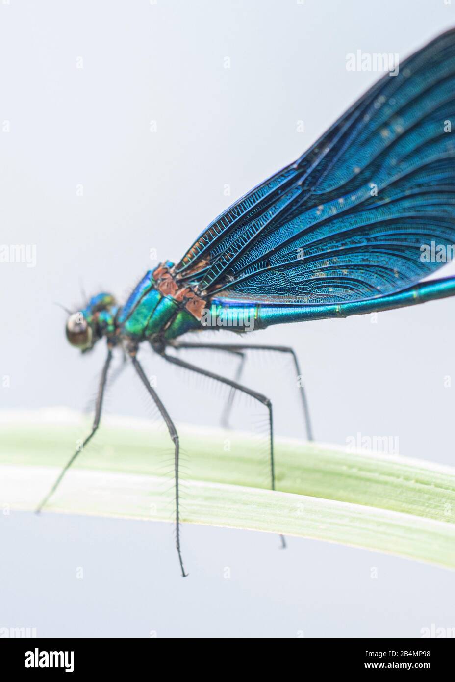 Sommer in Bayern. Impressionen aus dem Alpenvorland: Prächtige Libelle auf einem Bach, nah beieinander. Stockfoto