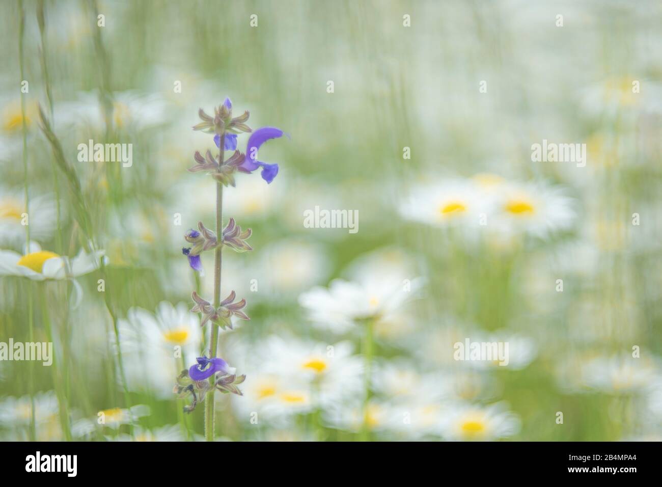 Sommer in Bayern. Eindrücke aus dem Alpenvorland: Gänseblümchen und Totnessel auf einer Sommerwiese Stockfoto