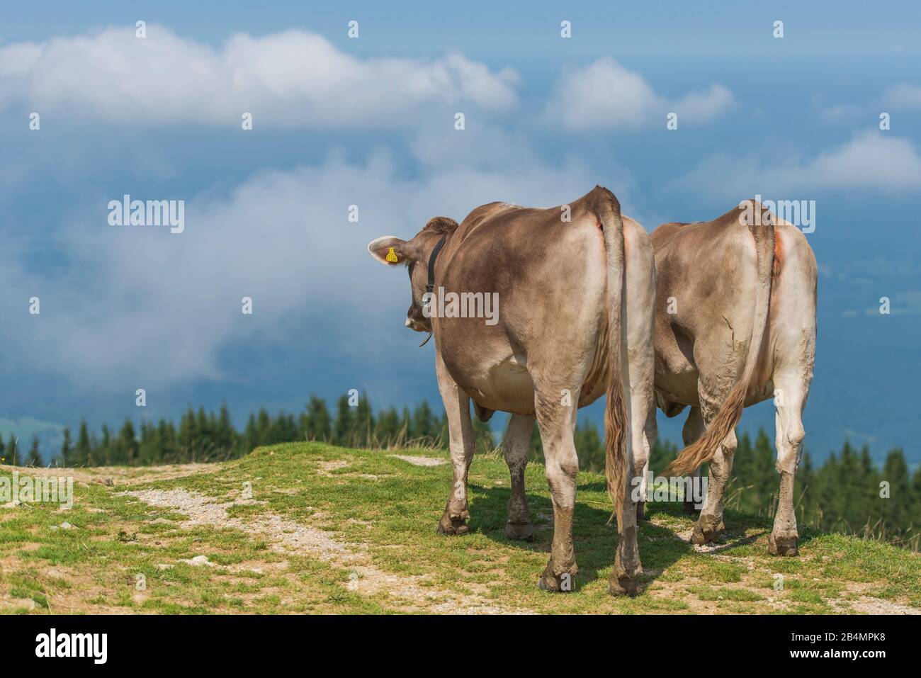 Sommer in Bayern. Eindrücke aus dem Alpenvorland: Bergwanderung auf der Hörnle. Zwei Kühe scheinen die Aussicht auf den Weg zu genießen. Fotografiert von hinten. Stockfoto