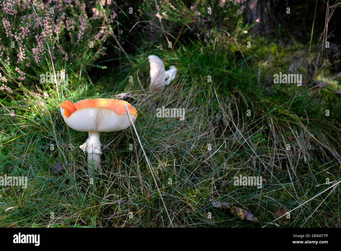 Pilze im Harz sammeln Stockfoto