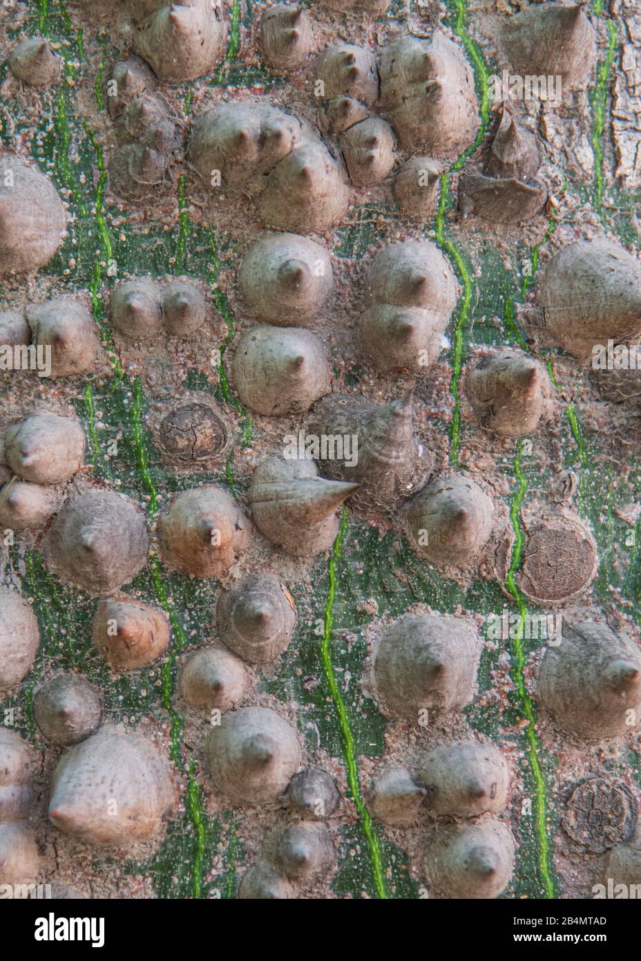 Eines Tages in Málaga; Impressionen aus dieser Stadt in Andalusien, Spanien. Ceiba chodatii Baum im Stadtpark, Detailansicht der Stacheln am Baumstamm. Stockfoto