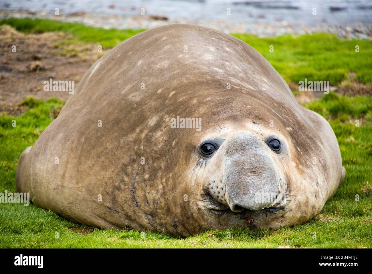 Southern Elephant Seal, Grytviken, Südgeorgien Stockfoto