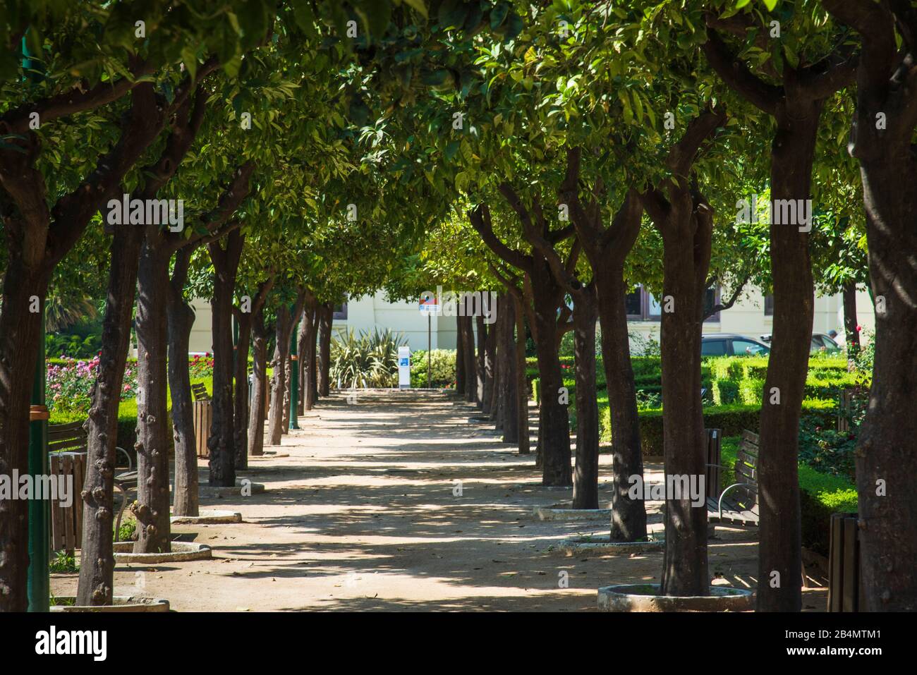 Eines Tages in Málaga; Impressionen aus dieser Stadt in Andalusien, Spanien. Die Gärten "Jardines de Pedro Luis Alonso". Eine Allee mit orangefarbenen Bäumen. Stockfoto