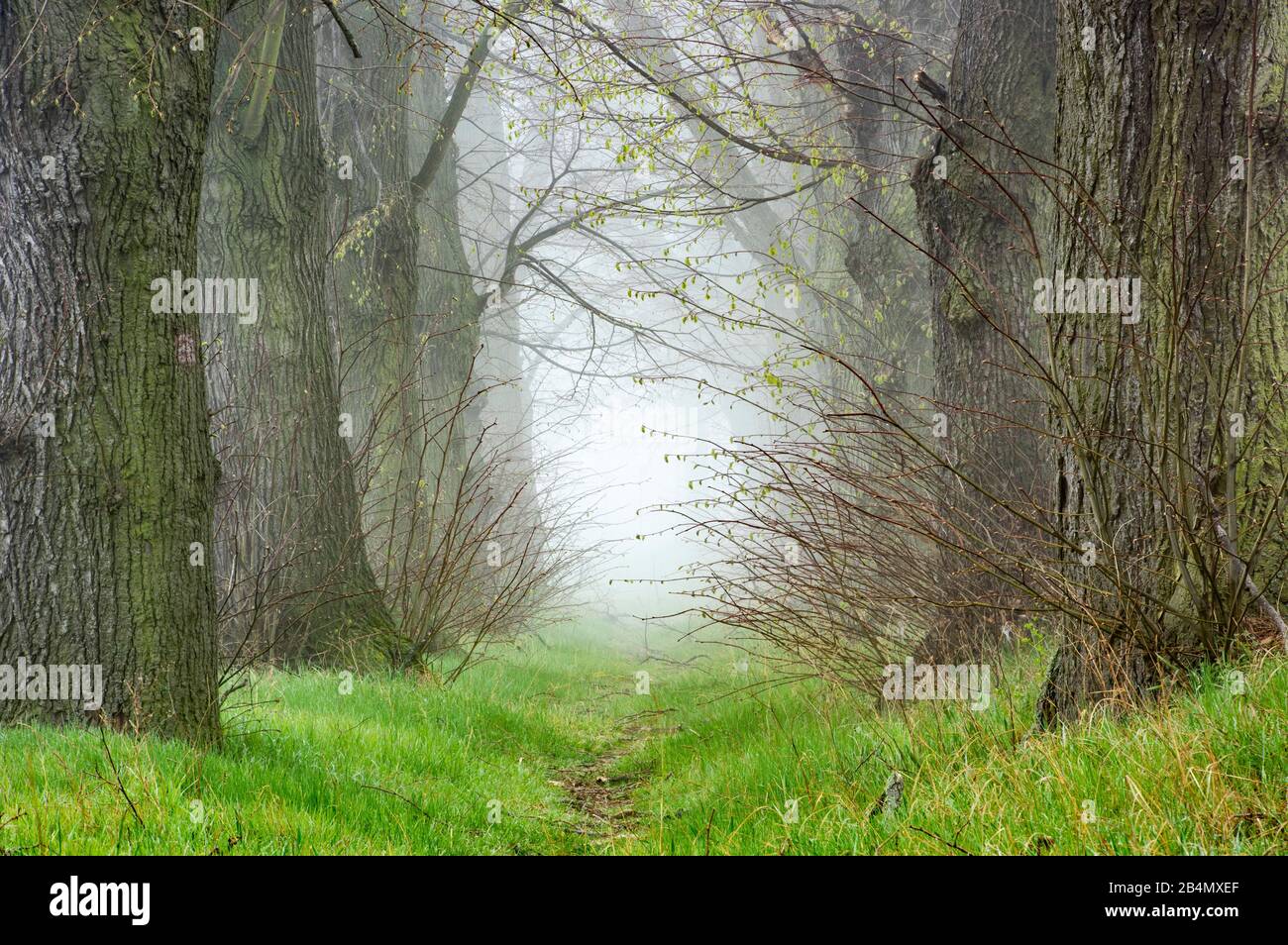 Enger Weg durch Allee alter Linden mit Nebel im Frühjahr, Burgenlandkreis, Sachsen-Anhalt, Deutschland Stockfoto