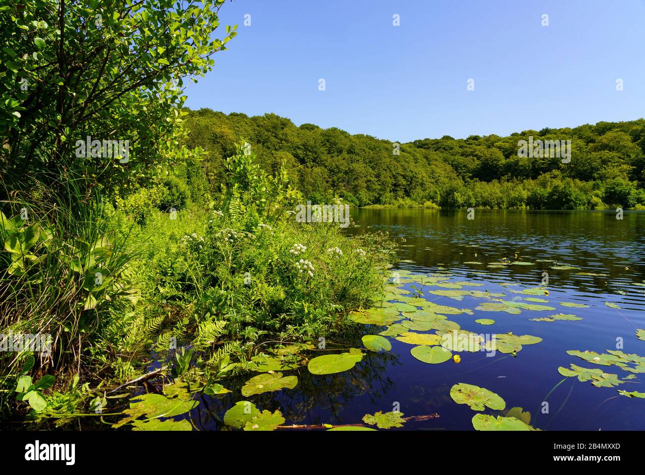 Der Schwarze See im Wald- und Naturschutzgebiet Granitz bei Sellin im Biosphärenreservat Südost-Rügen, Landkreis VorPommern-Rügen, Mecklenburg-Vorpommern, Deutschland Stockfoto