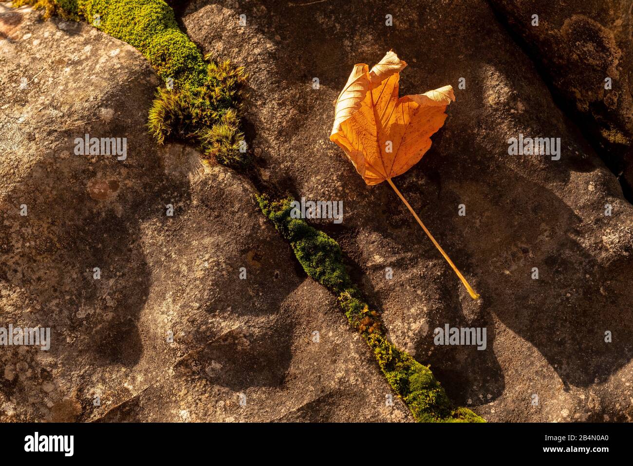Totes Ahorn-Blatt, am Abend auf einem Stein liegend, Licht am Ufer des Walchensees. Eine Moos-Linie teilt das Bild. Stockfoto