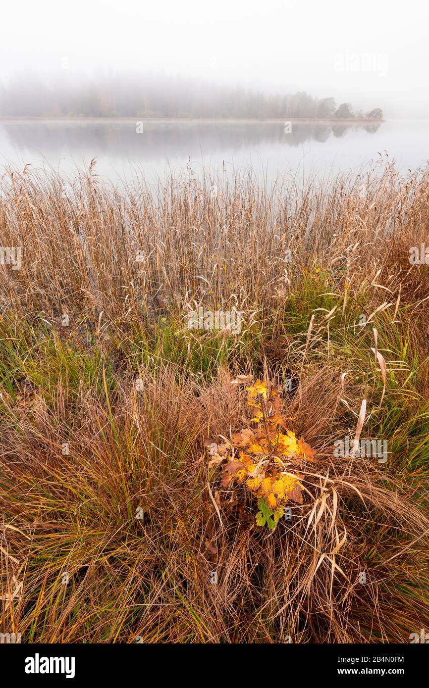 Schilf und Nebel, mit einer kleinen herbstlichen Buche am Ufer des großen Osterseeraumes Stockfoto