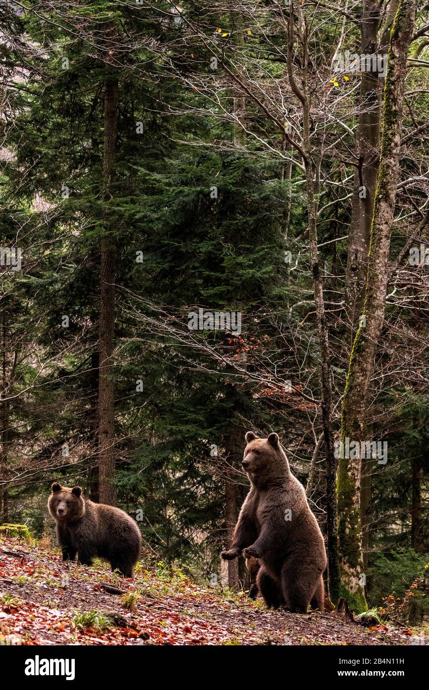 Zwei wilde Braunbären in einer Lichtung Stockfoto