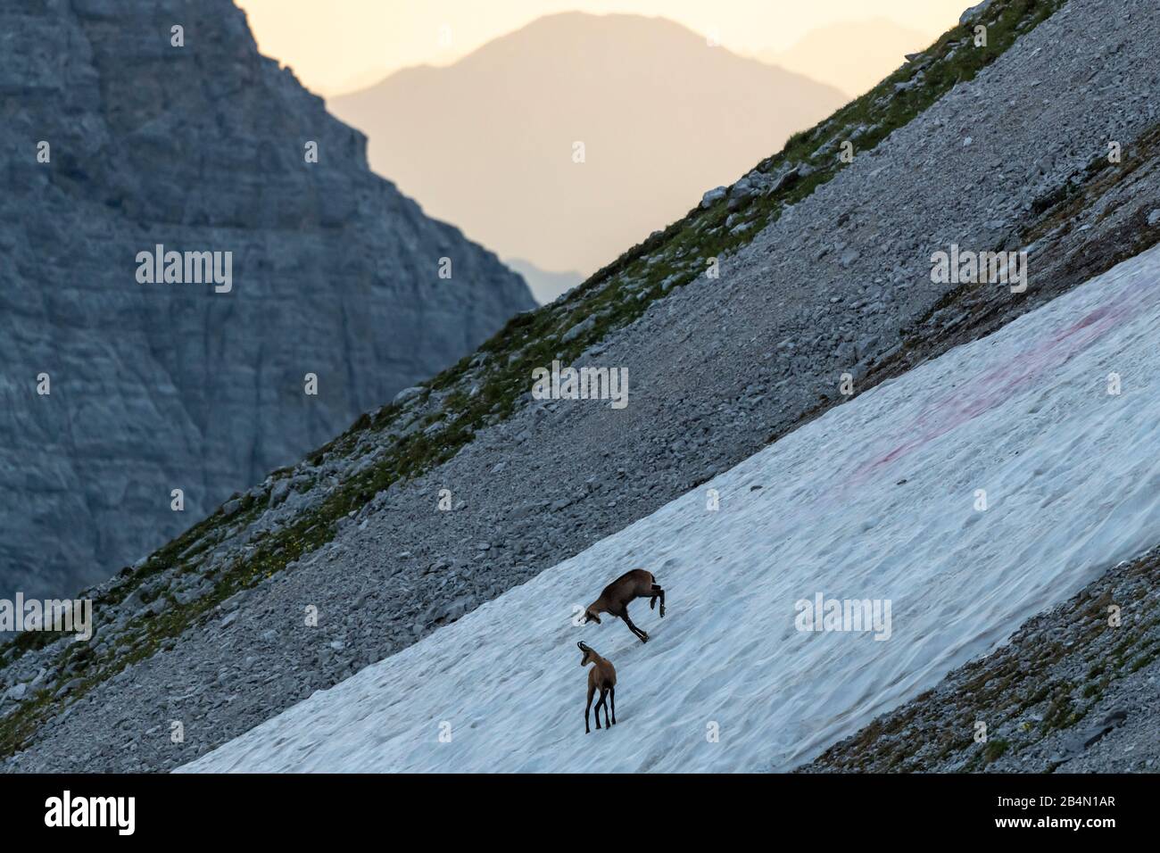Zwei Gesimse springen und bewegen sich auf einem Schneefeld im Karwendel. Stockfoto