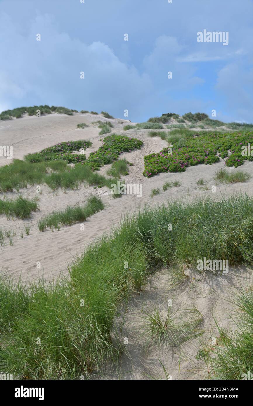 Dünenlandschaft im Sommer, Hvide Sande, Ringkobing-Fjord, Nordsee, Midtjylland, Mitteljütland, Dänemark Stockfoto