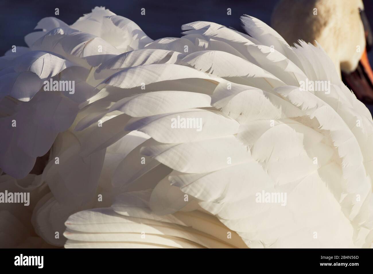 Stummes Schwan, Cygnus olor, Gefiederich, Detail Stockfoto Stummes Schwan, Cygnus olor, Gefiederich, Detail Stockfoto