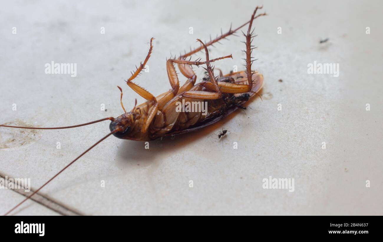 Annäherung an eine große tote Kakerlake aus tropischen Gebieten auf einem weißen Stock mit kleine Ameisen um ihn herum, dass es essen möchten Stockfoto