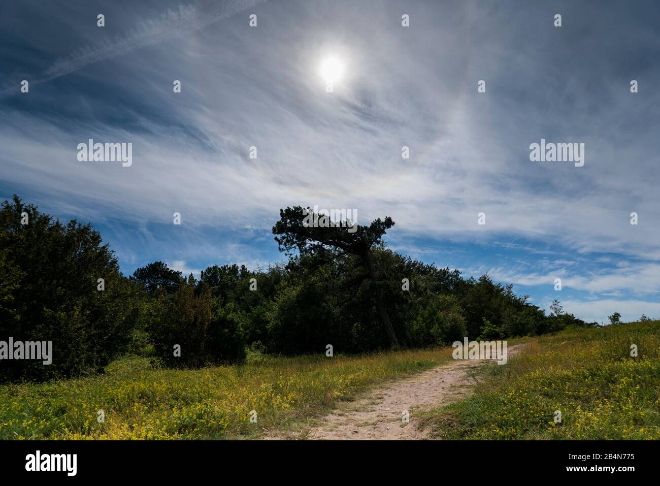 Sonne halos über einem einzigen Baum im Hochland von Hiddensee mit schönen Wolken und Sonne. Lichteffekte im Sommer auf der Insel Hiddensee und ein einsamer Baum Stockfoto