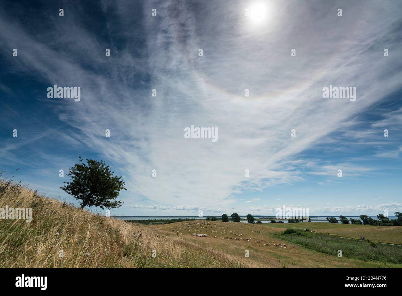 Sonne halos über einem einzigen Baum im Hochland von Hiddensee mit schönen Wolken und Sonne. Lichteffekte im Sommer auf der Insel Hiddensee und ein einsamer Baum Stockfoto