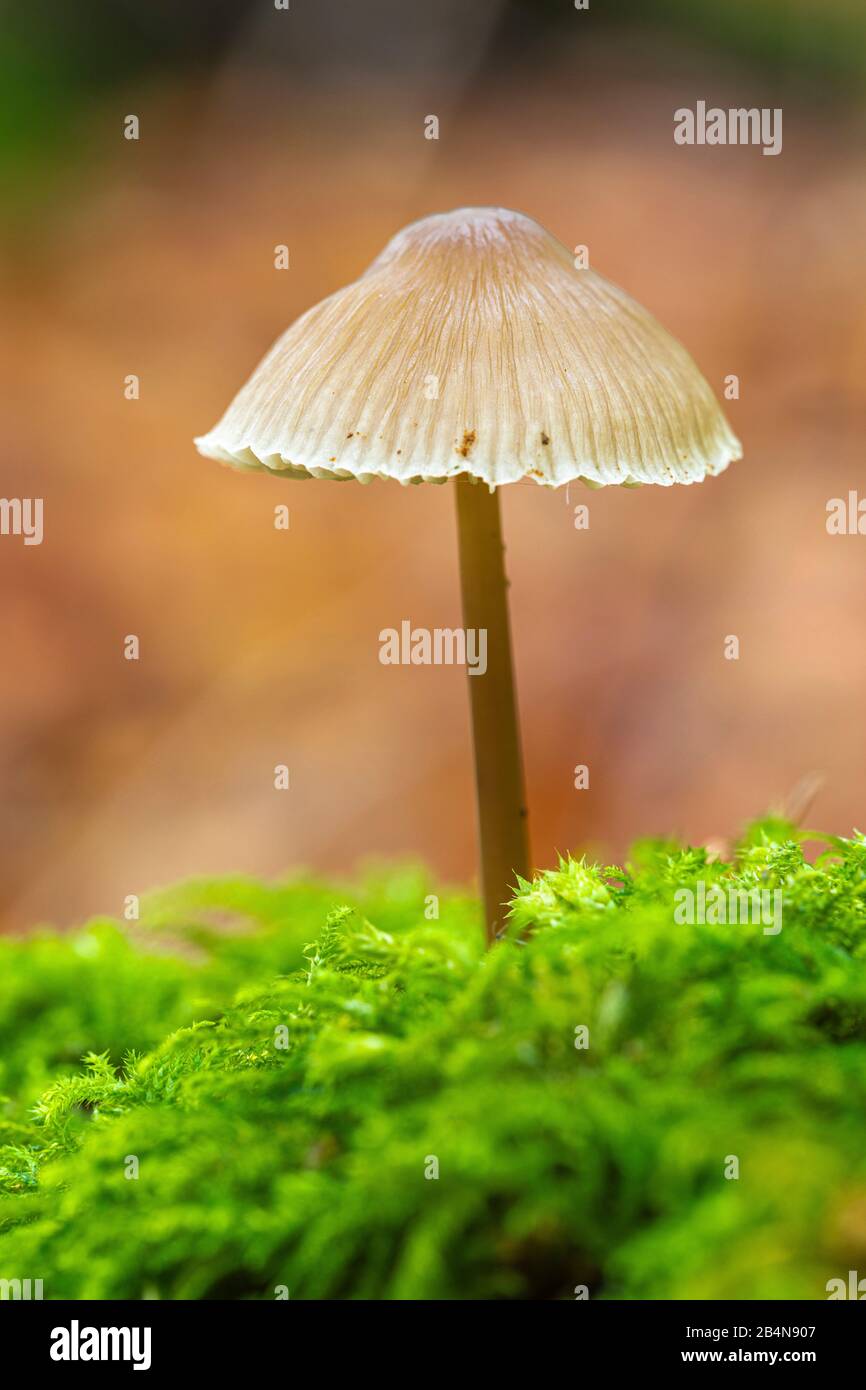 Ein kleiner Pilz Stockfoto