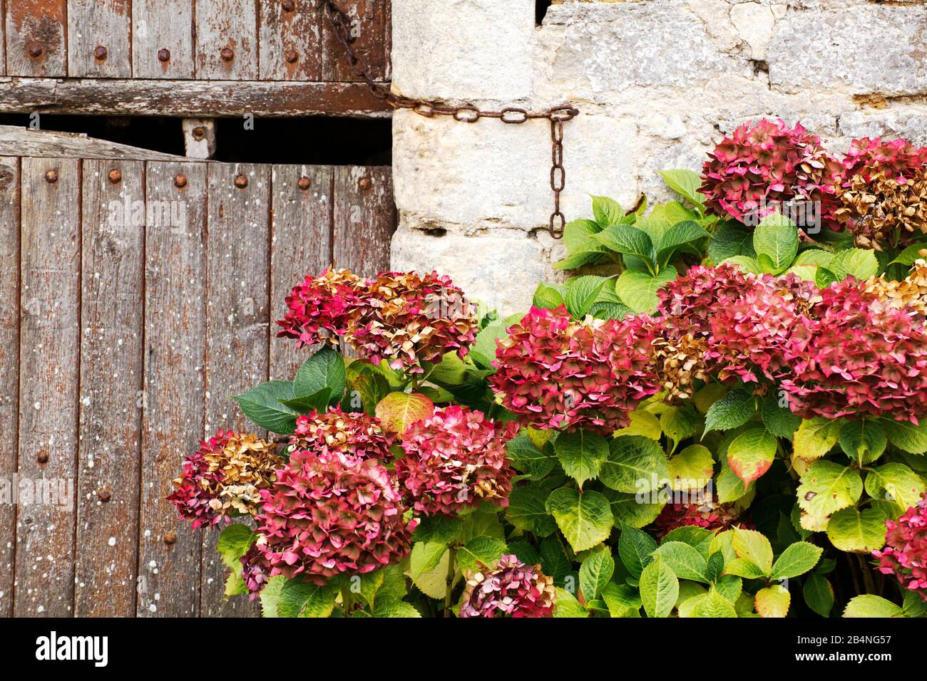 Hortensia-Busch vor einem alten Holztor auf einem Bauernhof im Detail in der Normandie Stockfoto