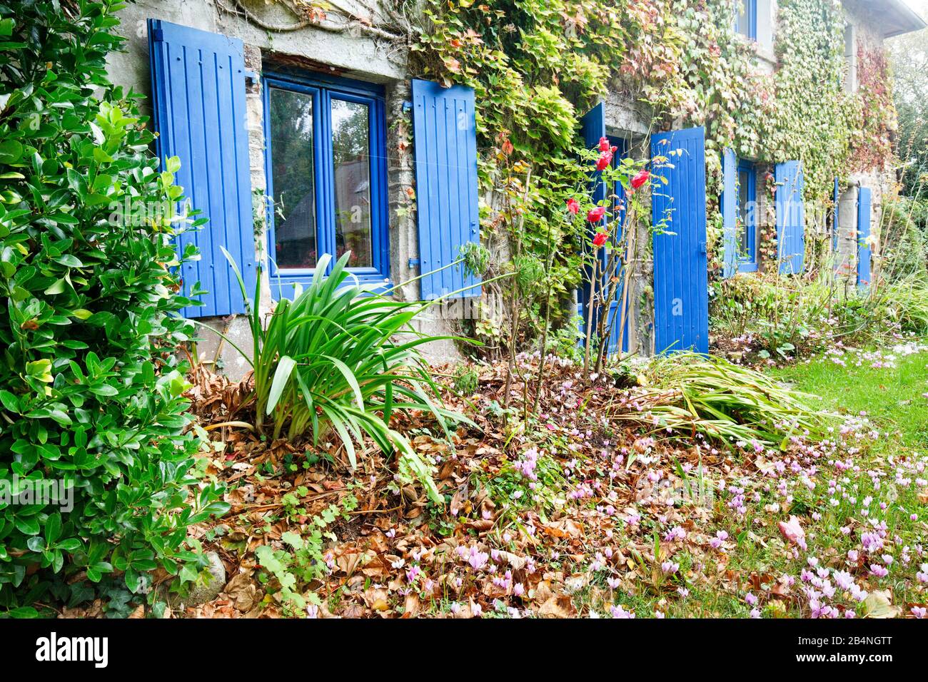 Landhaus mit regional typischen blauen Fenstern im Naturgarten. Auf der Halbinsel Corniche de l-'Amorique im Departement Côtes-d'Armor in der Region Bretagne. Stockfoto