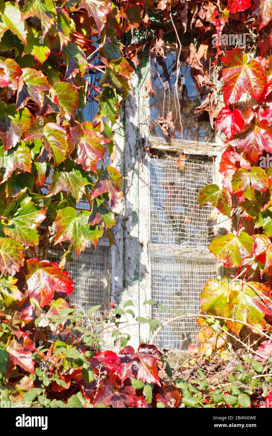 Fenster hinter rot-grünen Reben versteckt. In der Region Cote des Bruyeres im Departement Finistère. Stockfoto