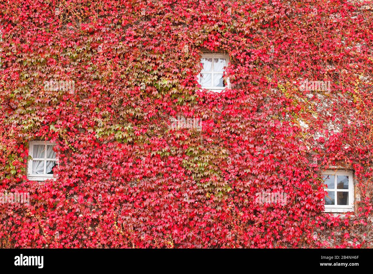 Hauswand von roten Rebblättern mit drei kleinen Fenstern bedeckt. In der Region Cote des Bruyeres im Departement Finistère. Stockfoto