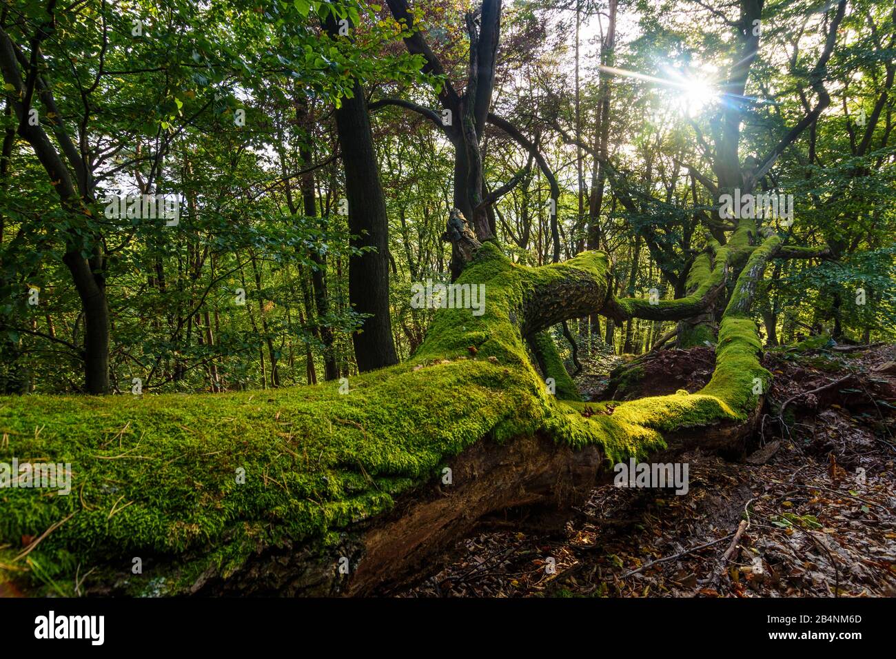 Neustadt an der Weinstraße, buchen Wald, Blätter, gestürzte Totenbäume, Urwald im Pfälzerwald, Pfälzerwald, Rheinland-Pfalz, Deutschland Stockfoto