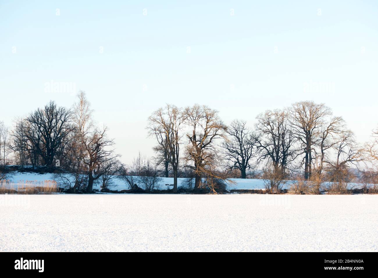 Staffelsee im Winter, Bäume Stockfoto