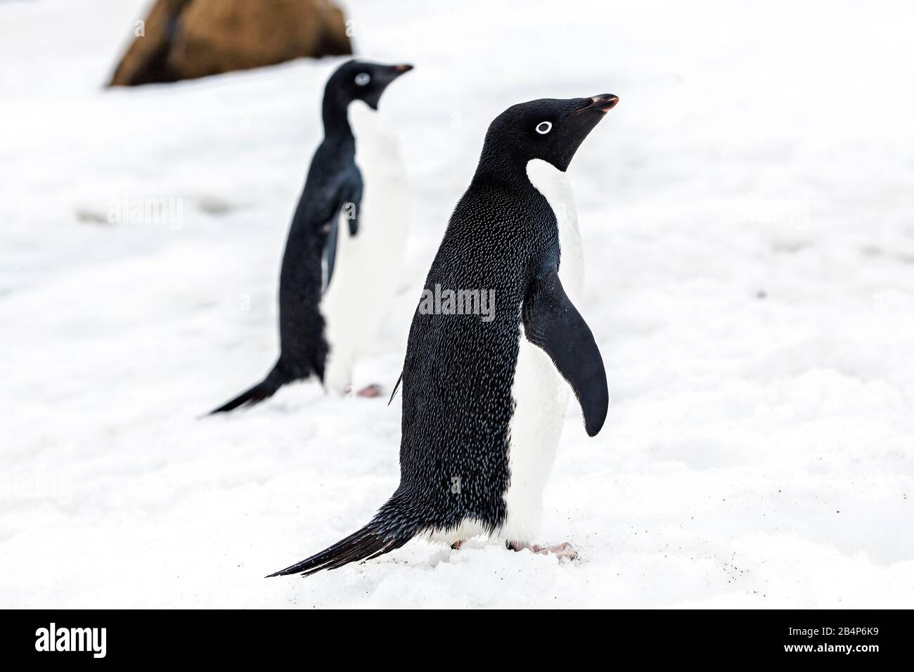 Adélie Penguin (Pygoscelis adeliae) am Brown Bluff in der Antarktis Stockfoto